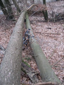 MTB zwischen Baumstämmen