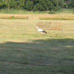 Storch am Mönchbruch