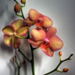 Salmon Orchid