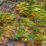 Loch Lomond - Moss
